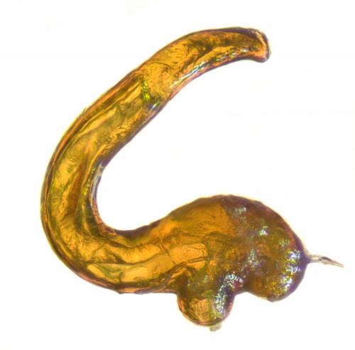 Otiorhynchus cancellatus